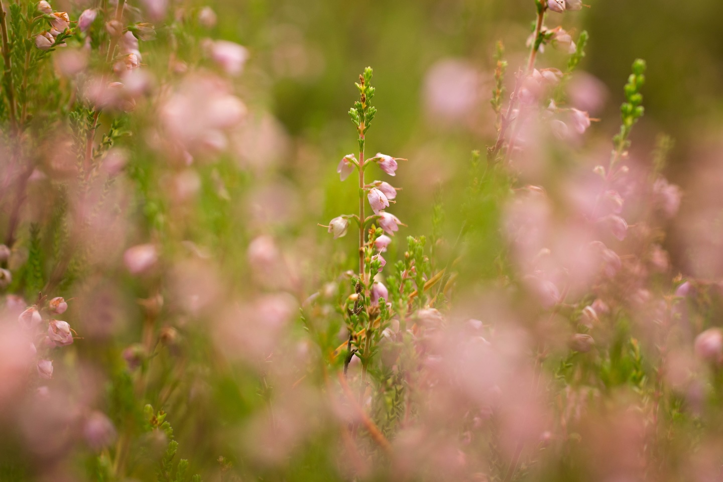 Koseveski rattarada (20 km)