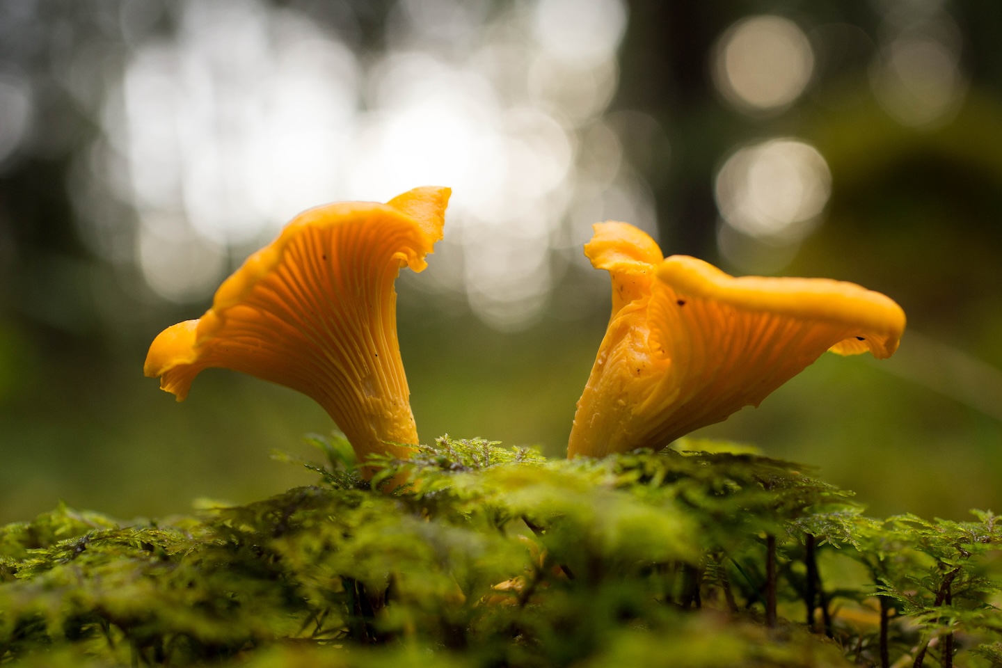 Koseveski rattarada (20 km)