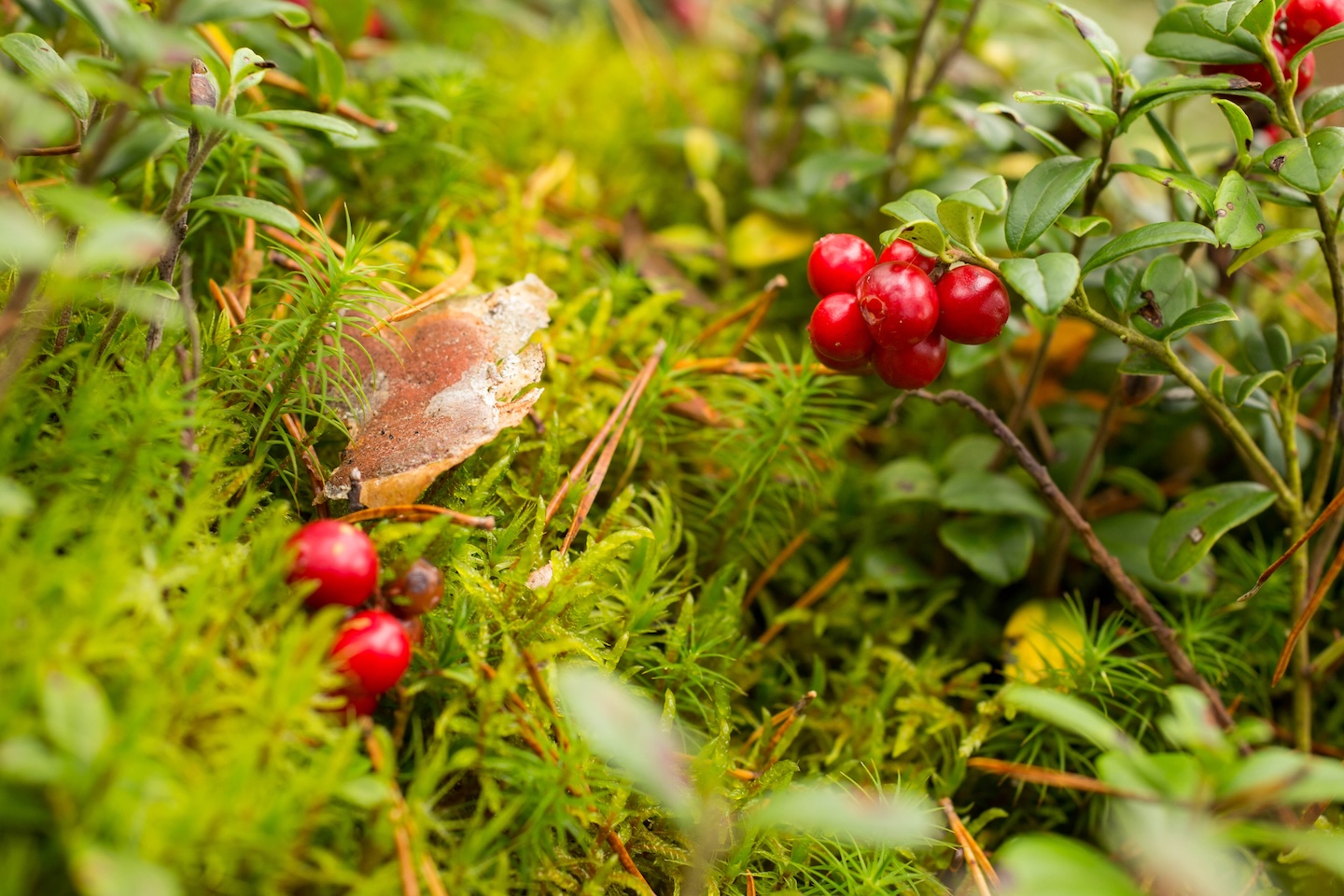 Koseveski rattarada (20 km)