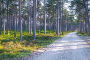 Liivanõmme hiking trail.