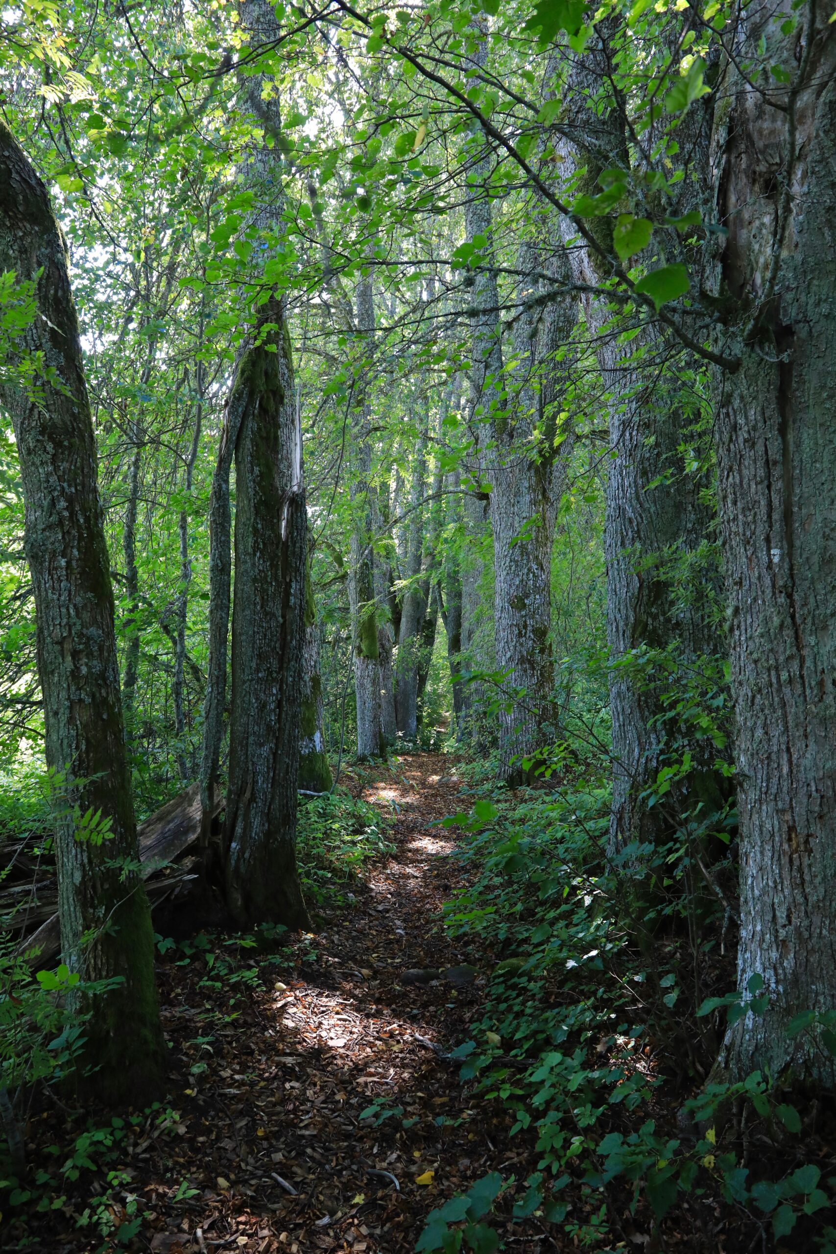 Pärna alle Lilli õpperajal