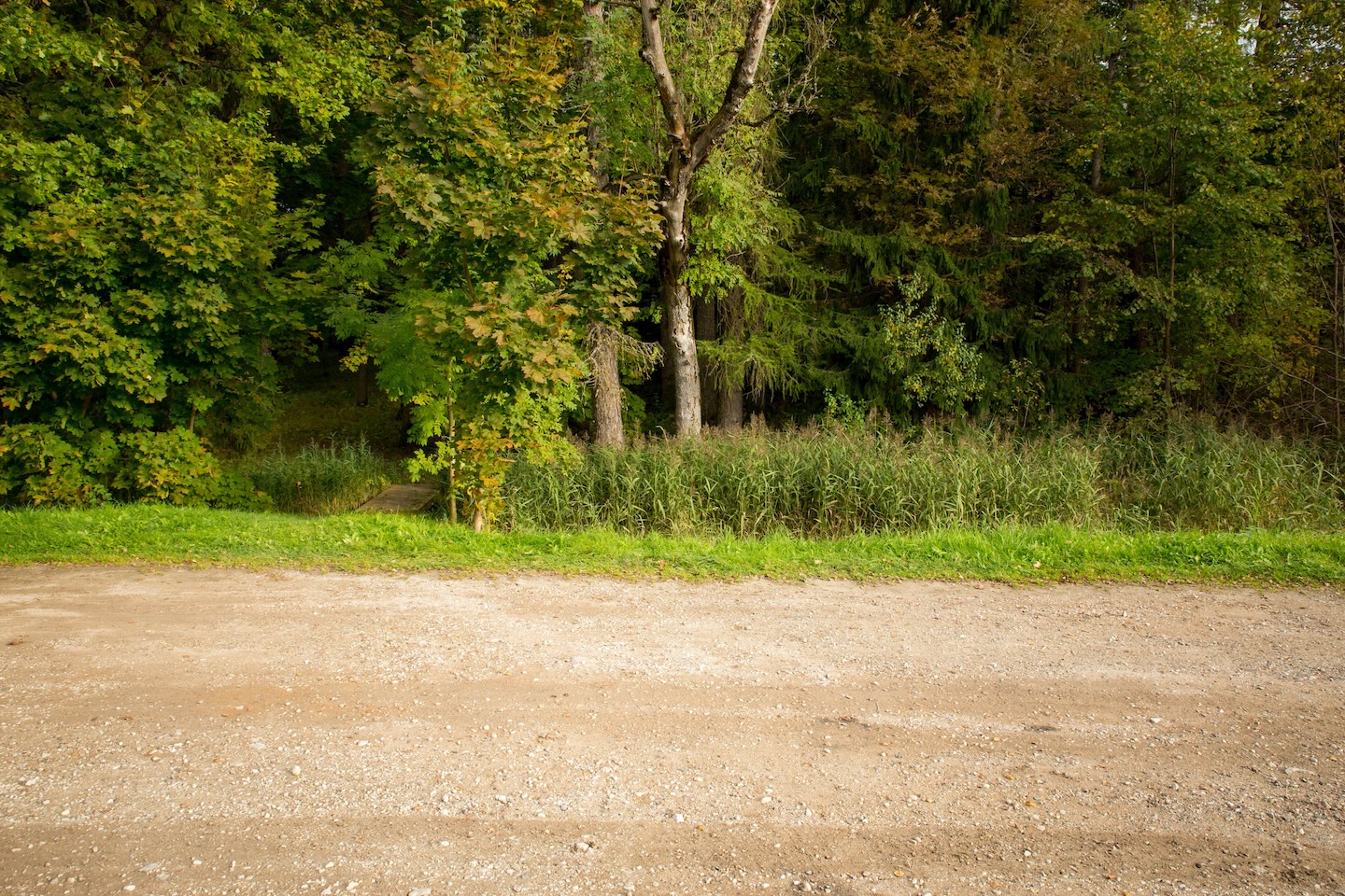 Loodi lehisepuistu matkarada (0,2 km)