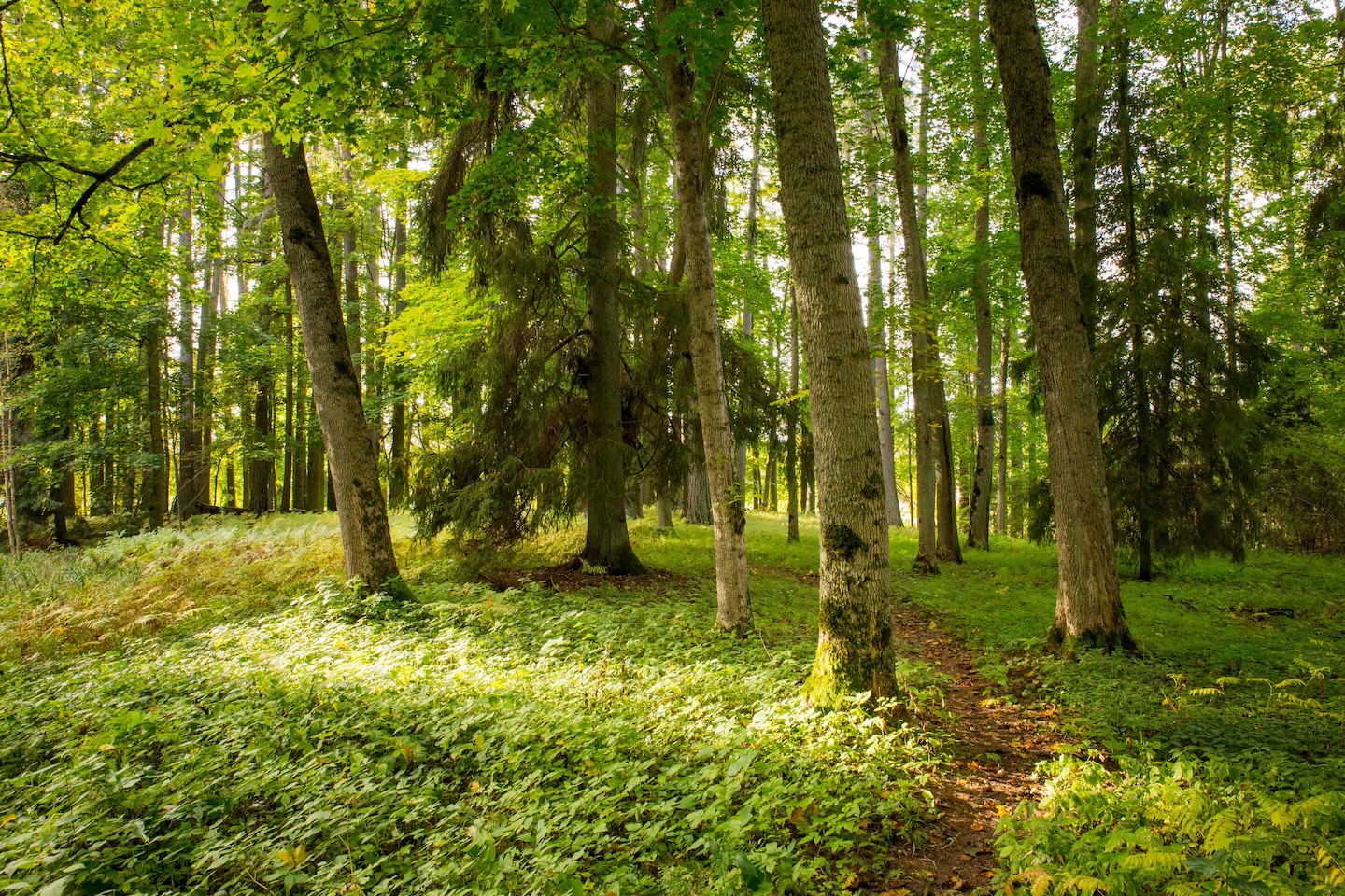Loodi lehisepuistu matkarada (0,2 km)