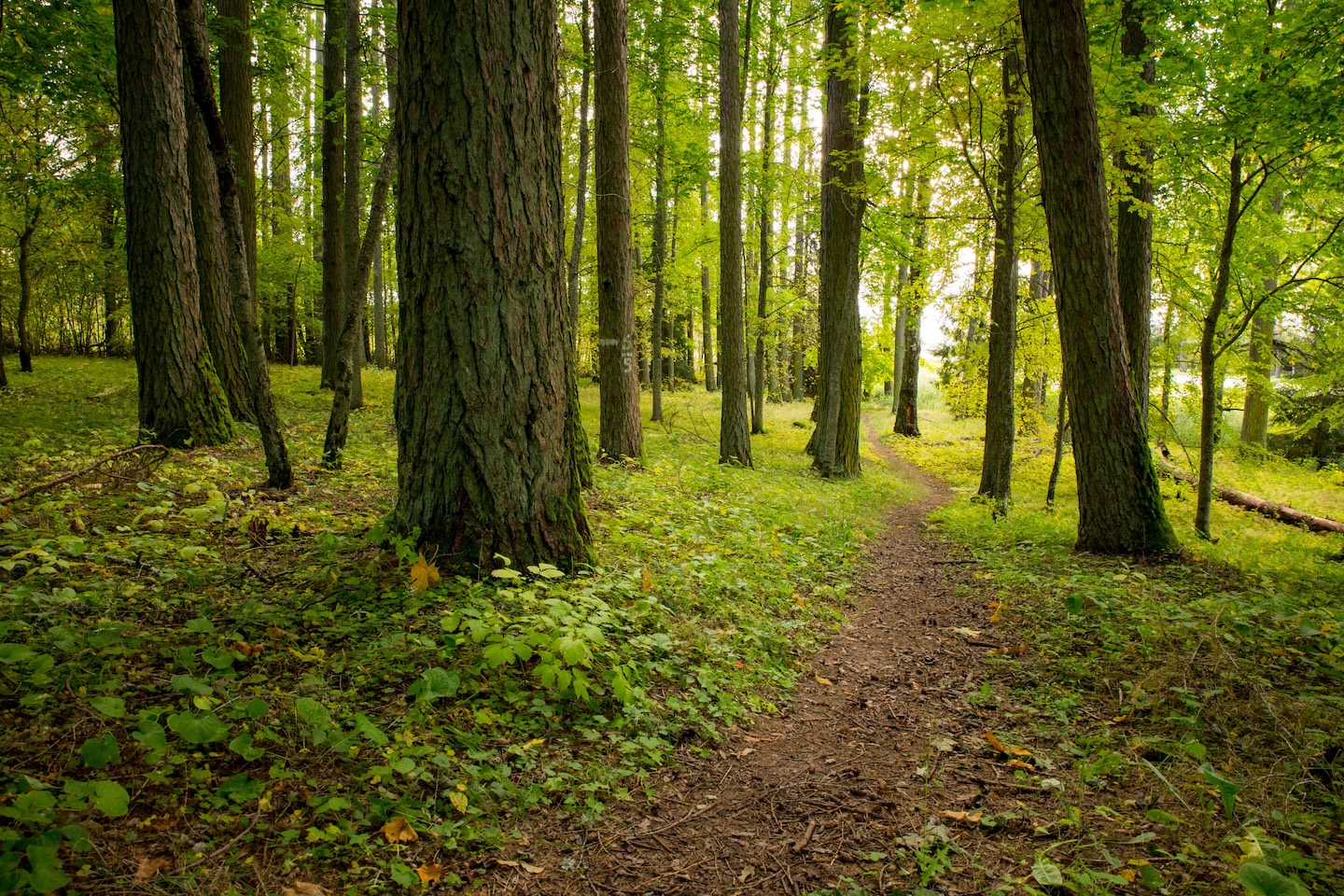Loodi lehisepuistu matkarada (0,2 km)