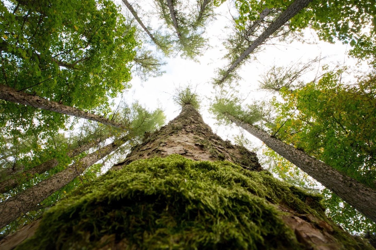 Loodi lehisepuistu matkarada (0,2 km)