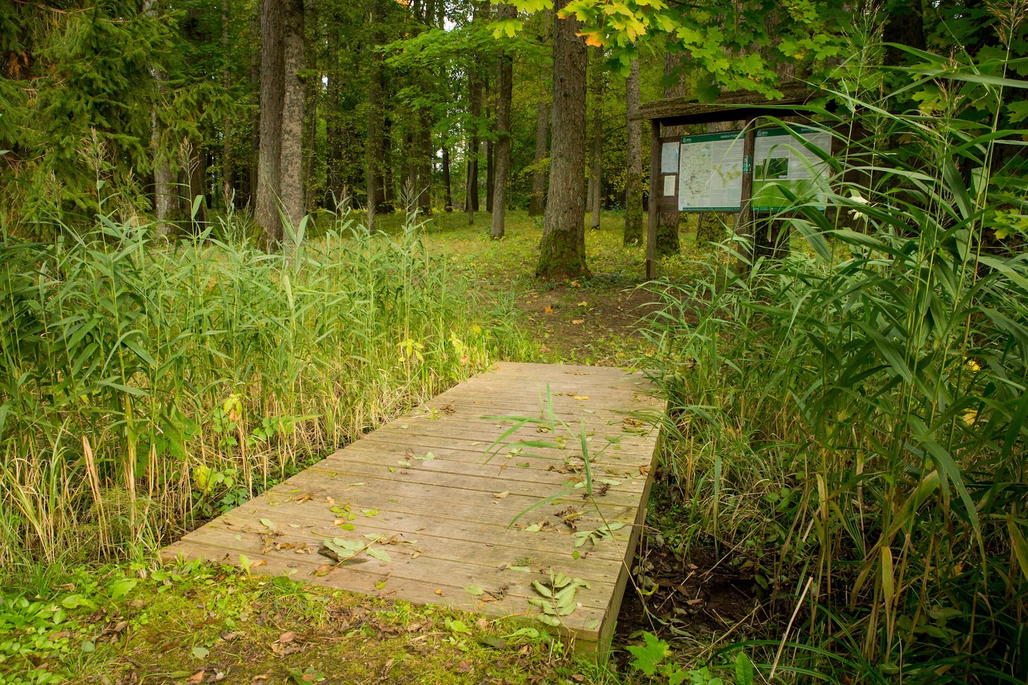 Loodi lehisepuistu matkarada (0,2 km)