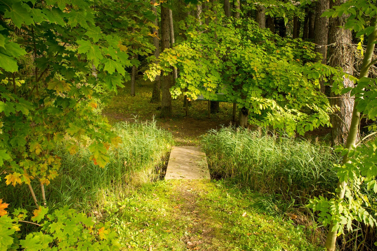Loodi lehisepuistu matkarada (0,2 km)