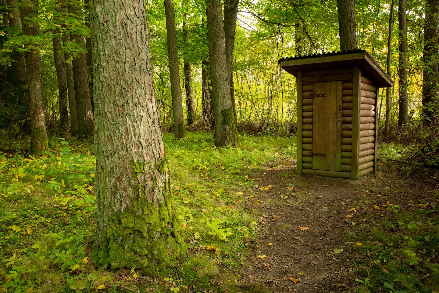 Loodi lehisepuistu matkarada (0,2 km)