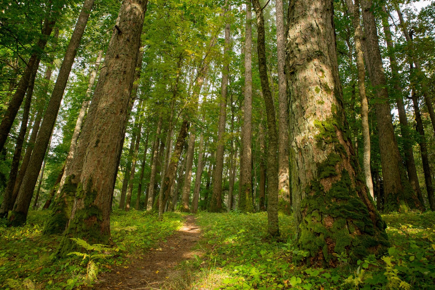 Loodi lehisepuistu matkarada (0,2 km)