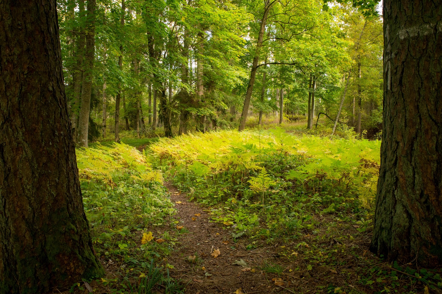 Loodi lehisepuistu matkarada (0,2 km)