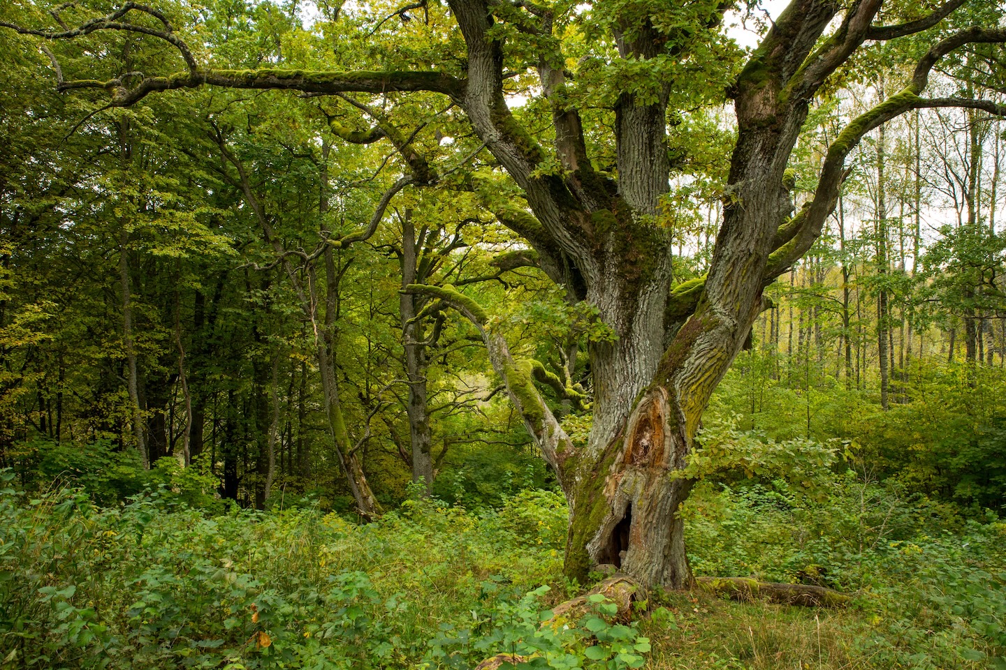Loodi paisjärve lõkkekohad