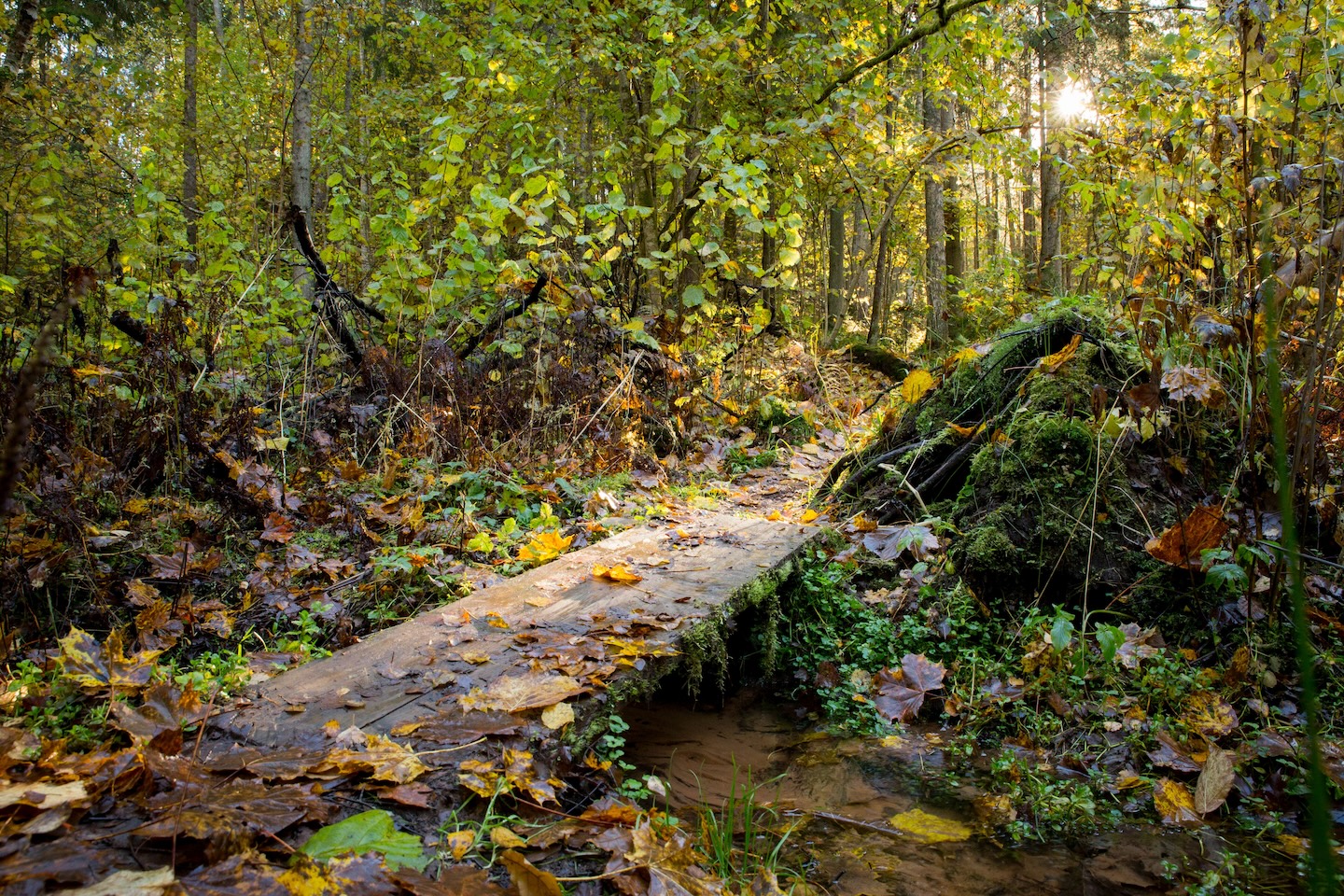 Loodi põrguoru matkarada (2 km)