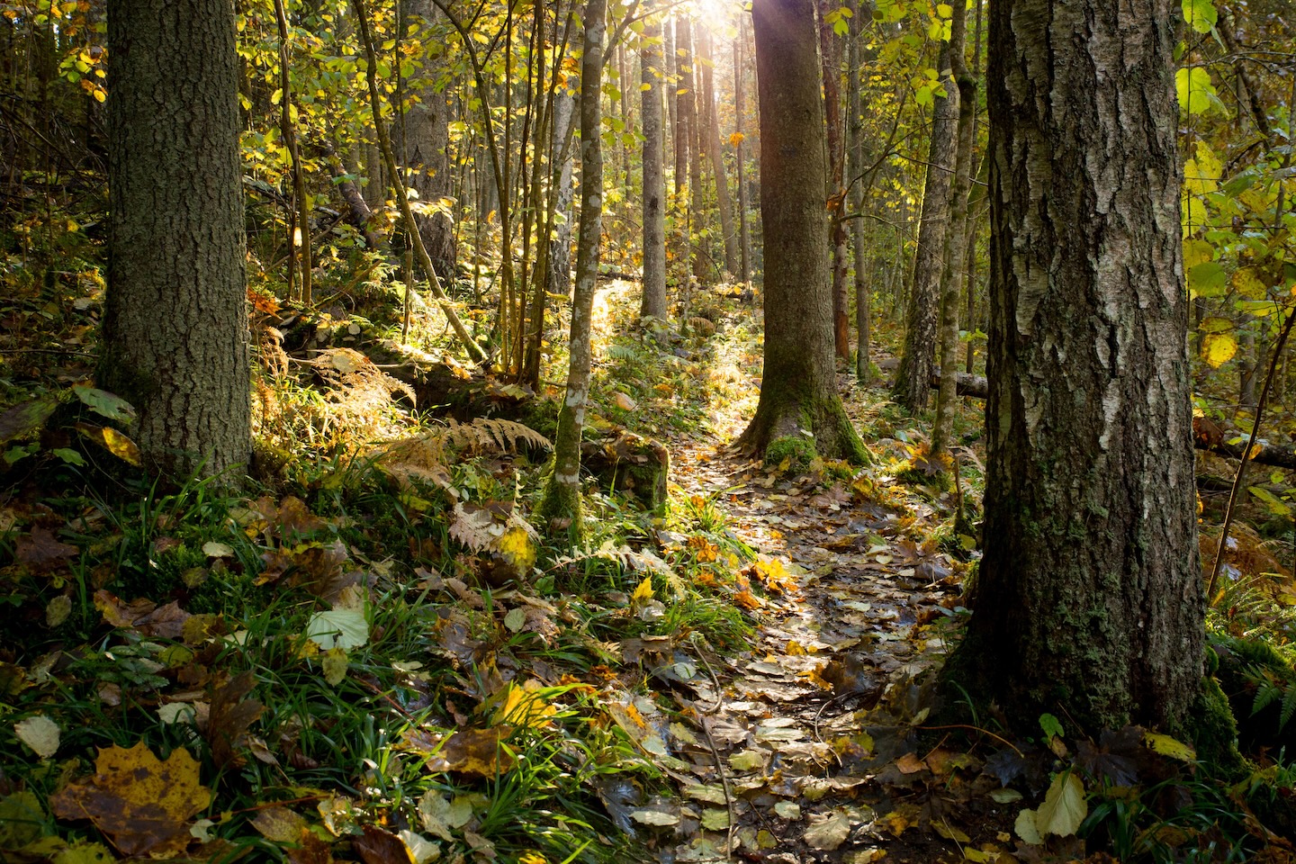 Loodi põrguoru matkarada (2 km)