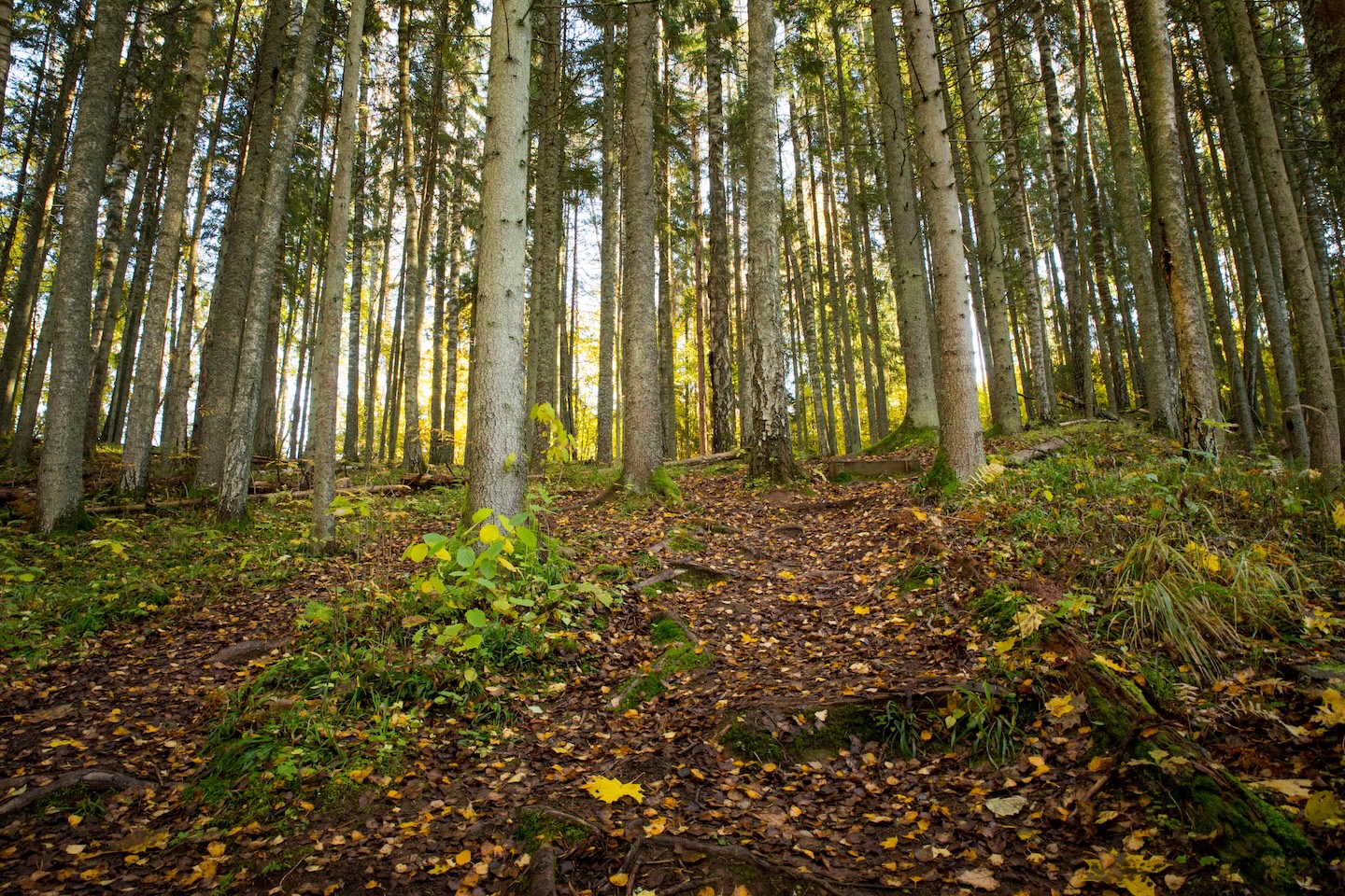 Loodi põrguoru matkarada (2 km)