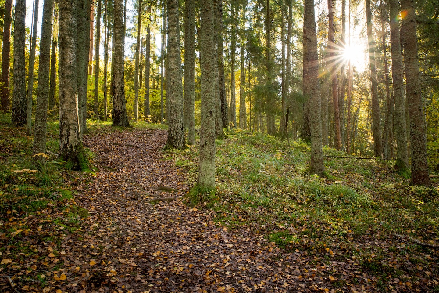 Loodi põrguoru matkarada (2 km)