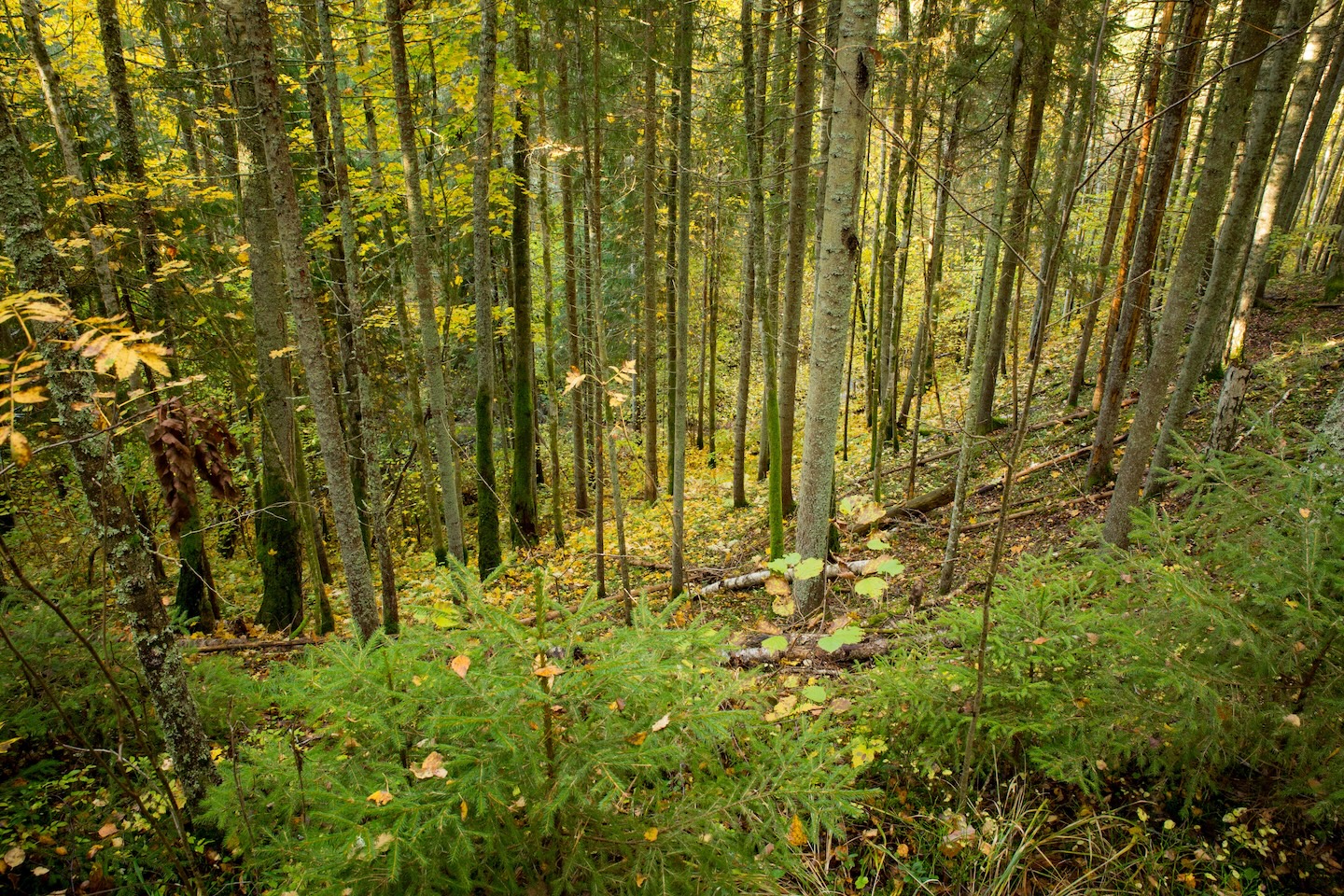 Loodi põrguoru matkarada (2 km)