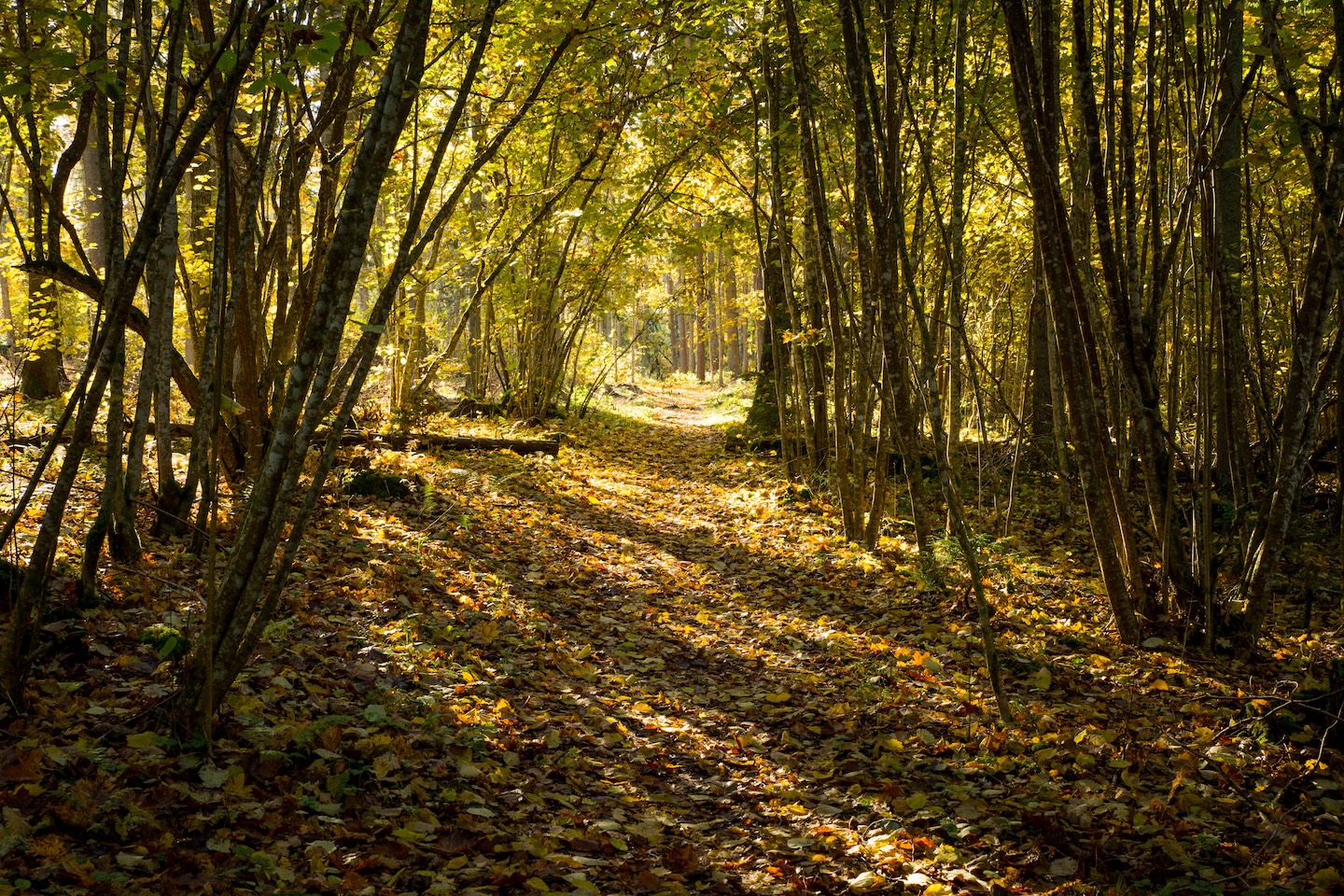 Loodi põrguoru matkarada (2 km)