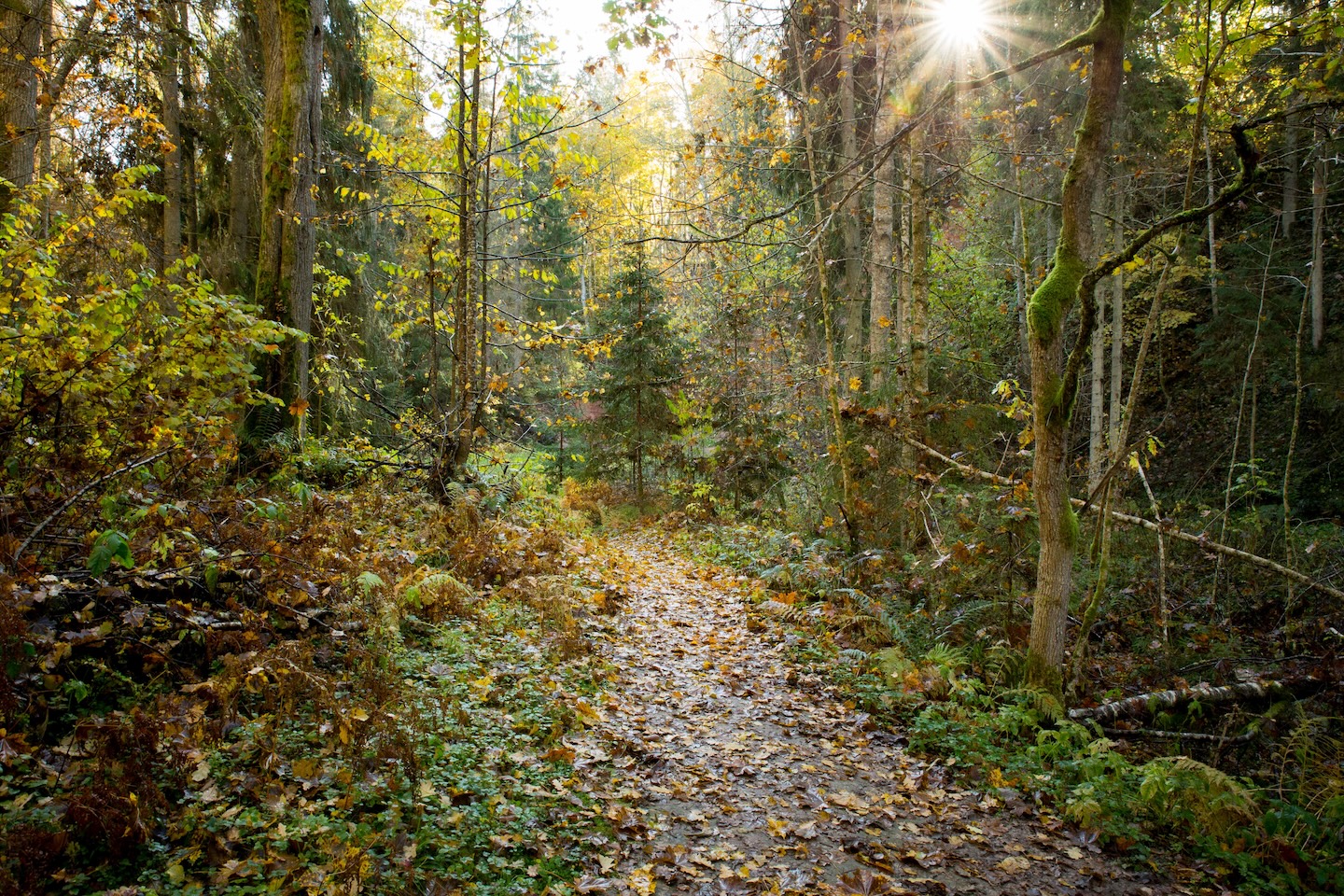 Loodi põrguoru matkarada (2 km)