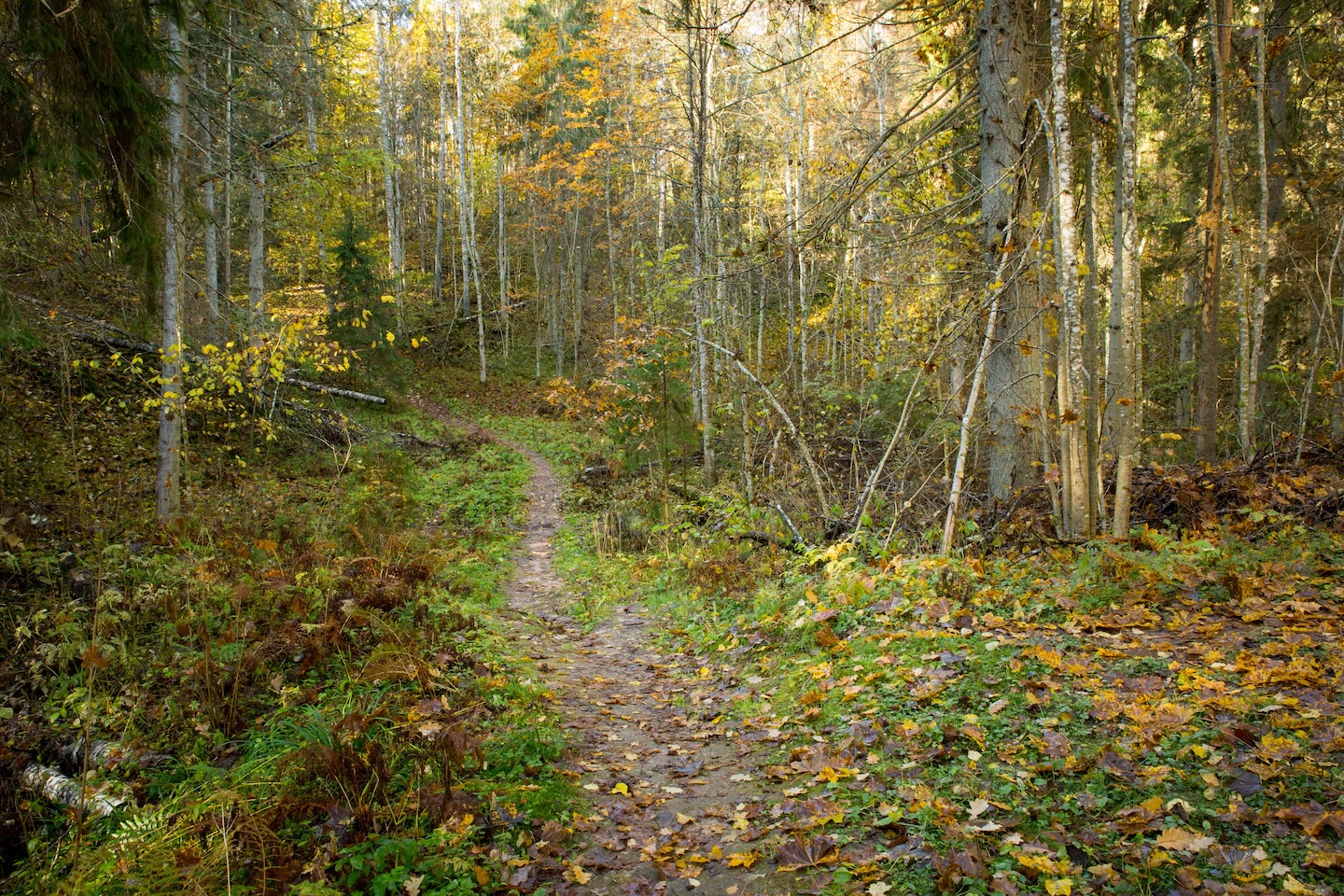 Loodi põrguoru matkarada (2 km)