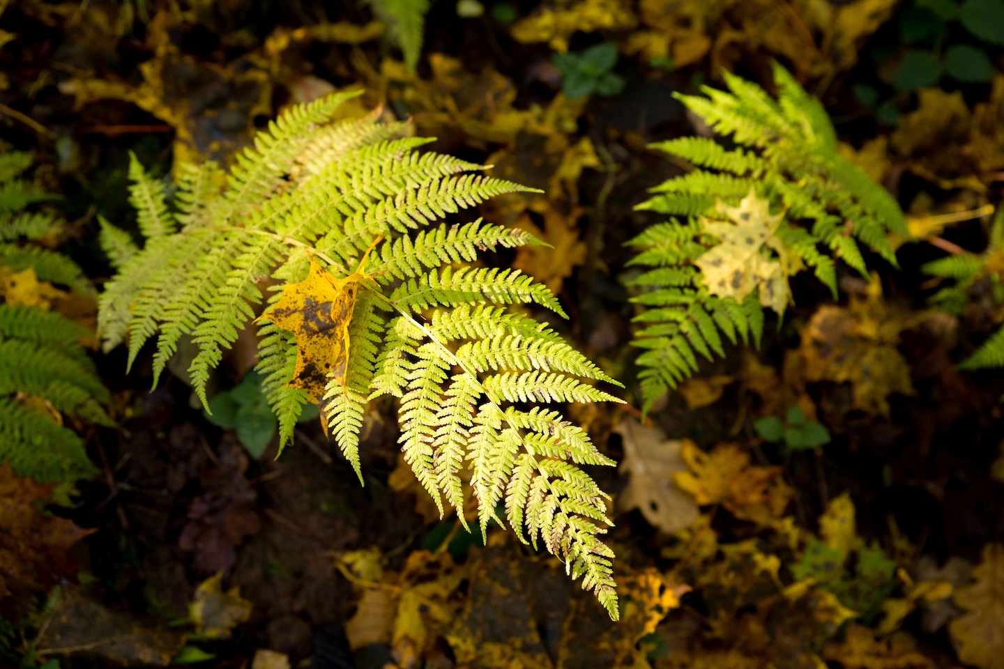 Loodi põrguoru matkarada (2 km)