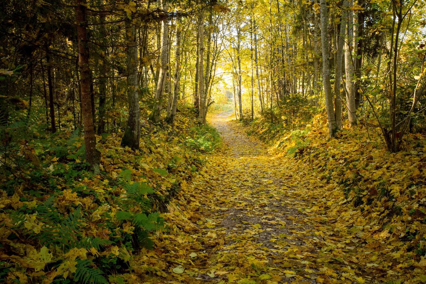 Loodi põrguoru matkarada (2 km)