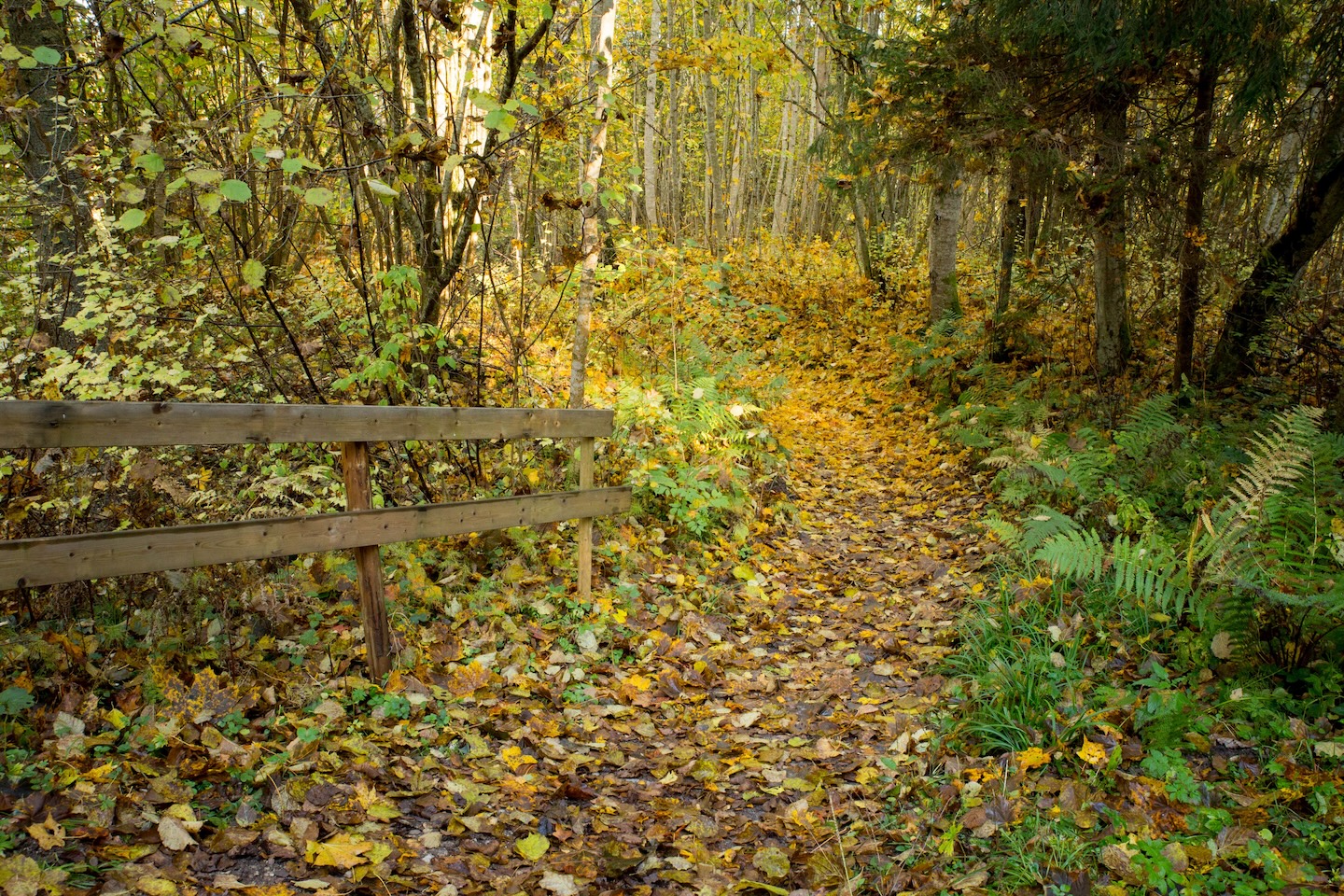 Loodi põrguoru matkarada (2 km)