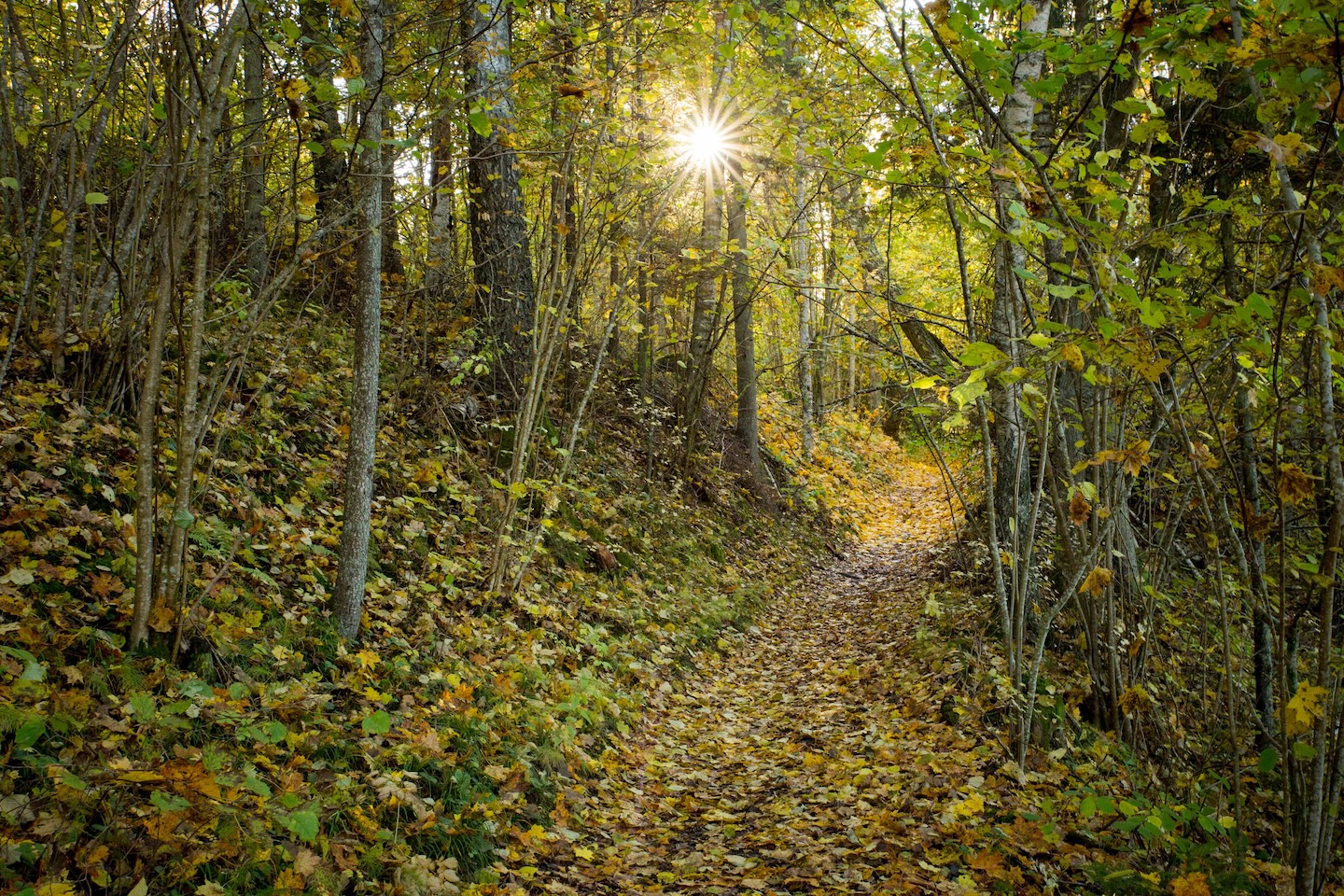 Loodi põrguoru matkarada (2 km)