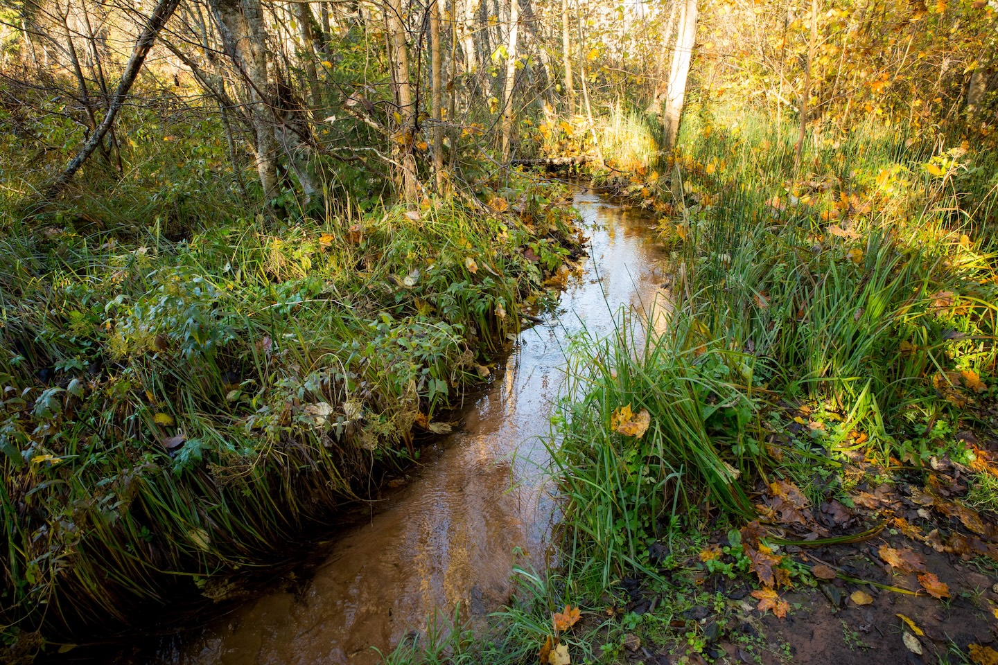 Loodi põrguoru matkarada (2 km)
