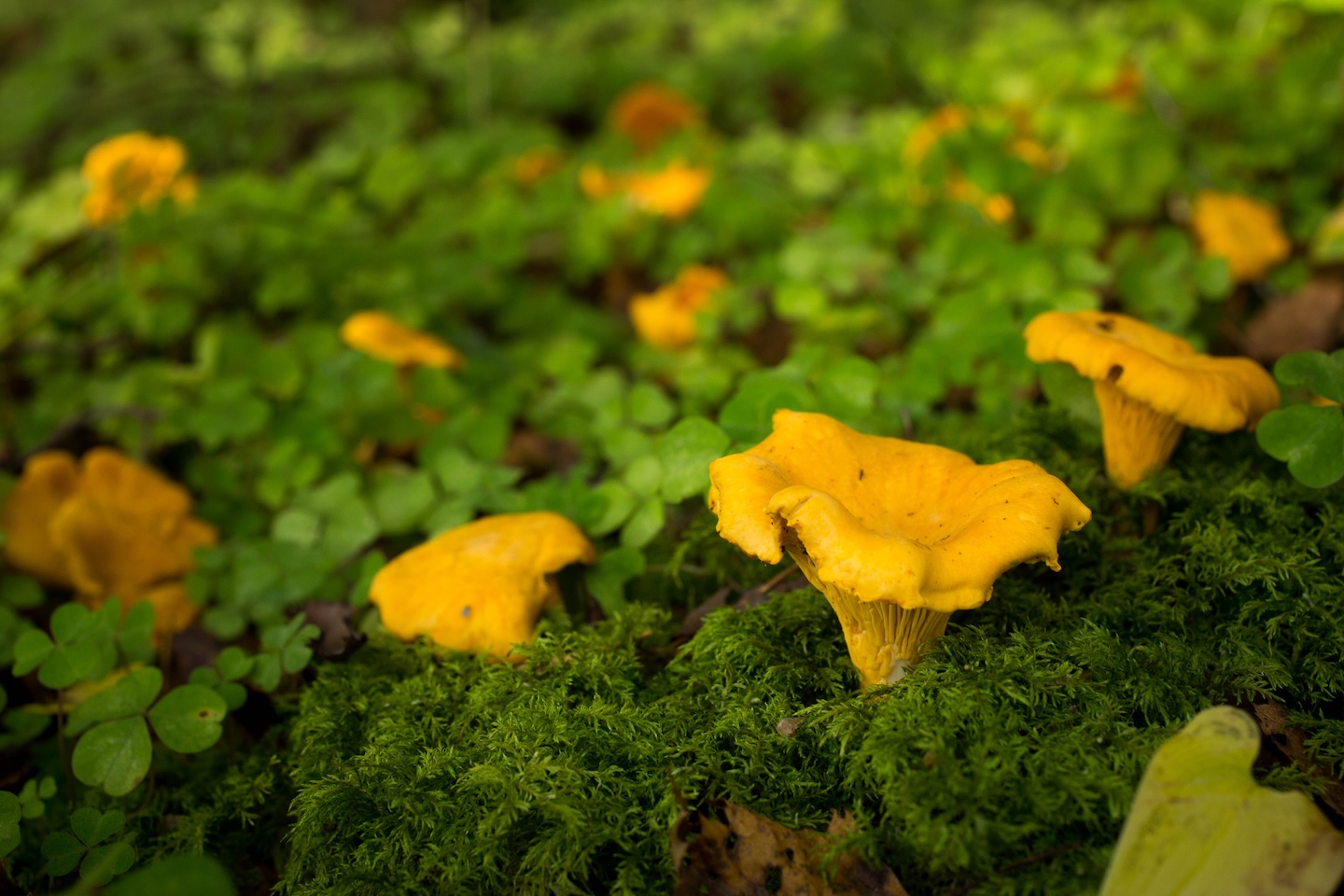 Määrumäe lõkkekoht