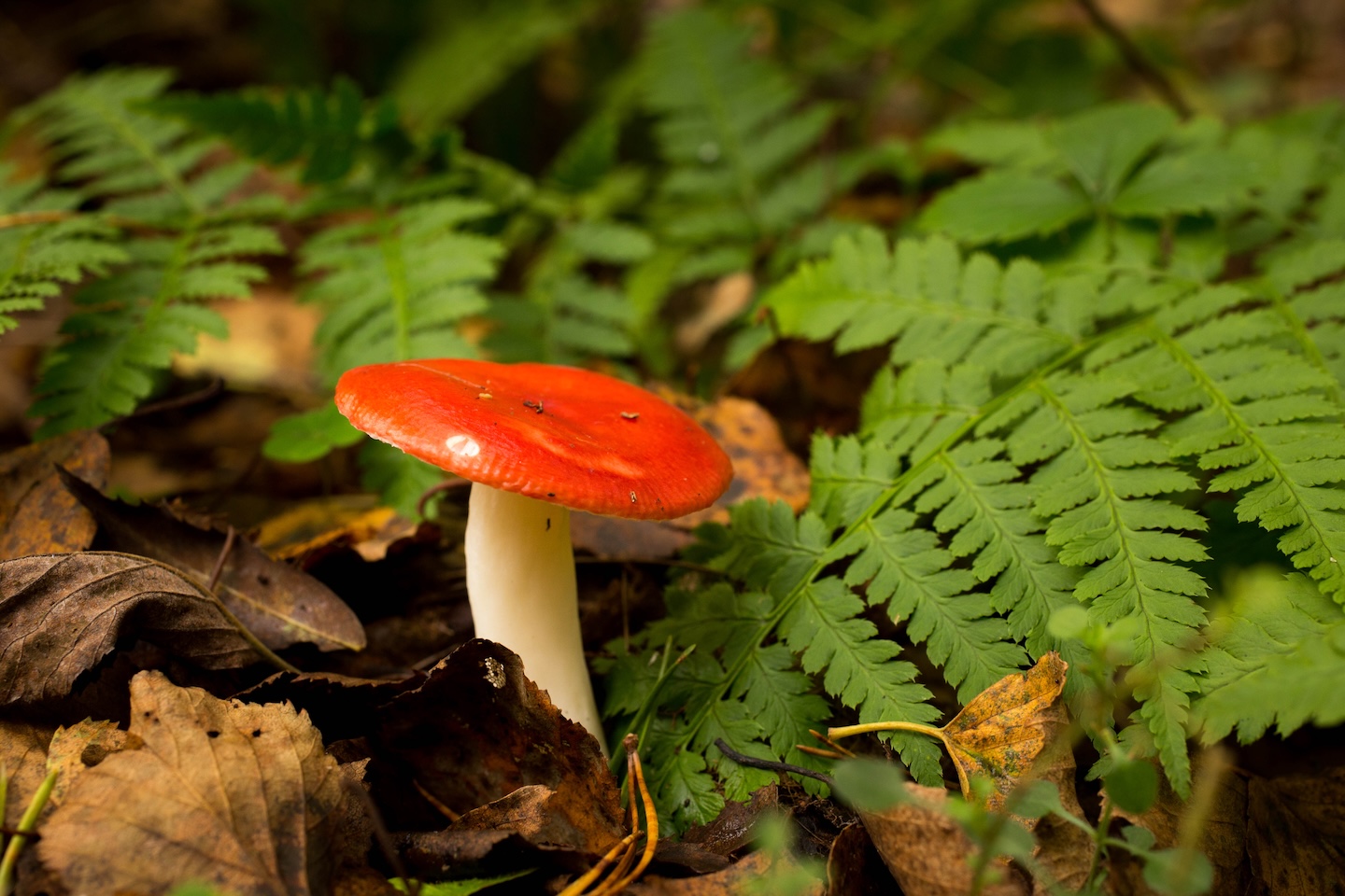 Määrumäe lõkkekoht