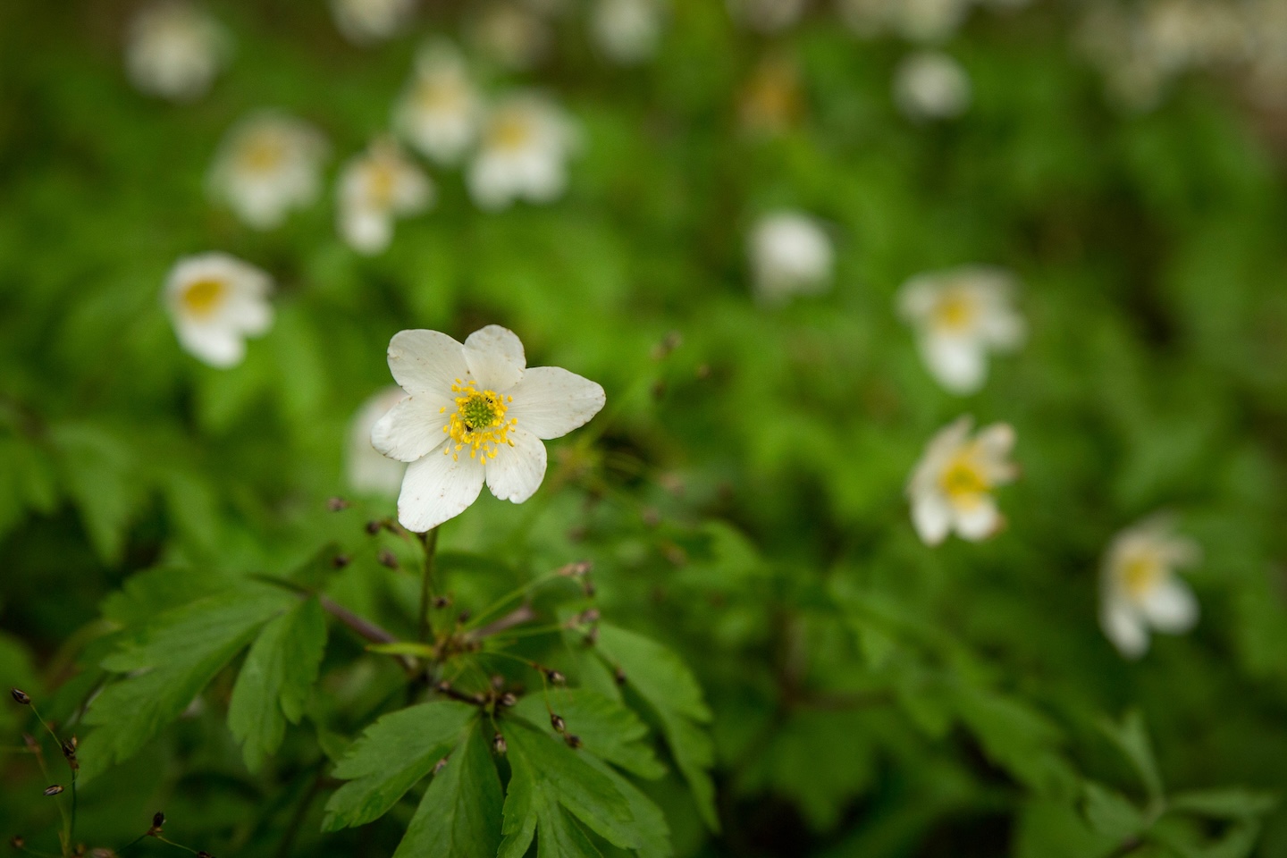 Metsanurme lõkkekoht