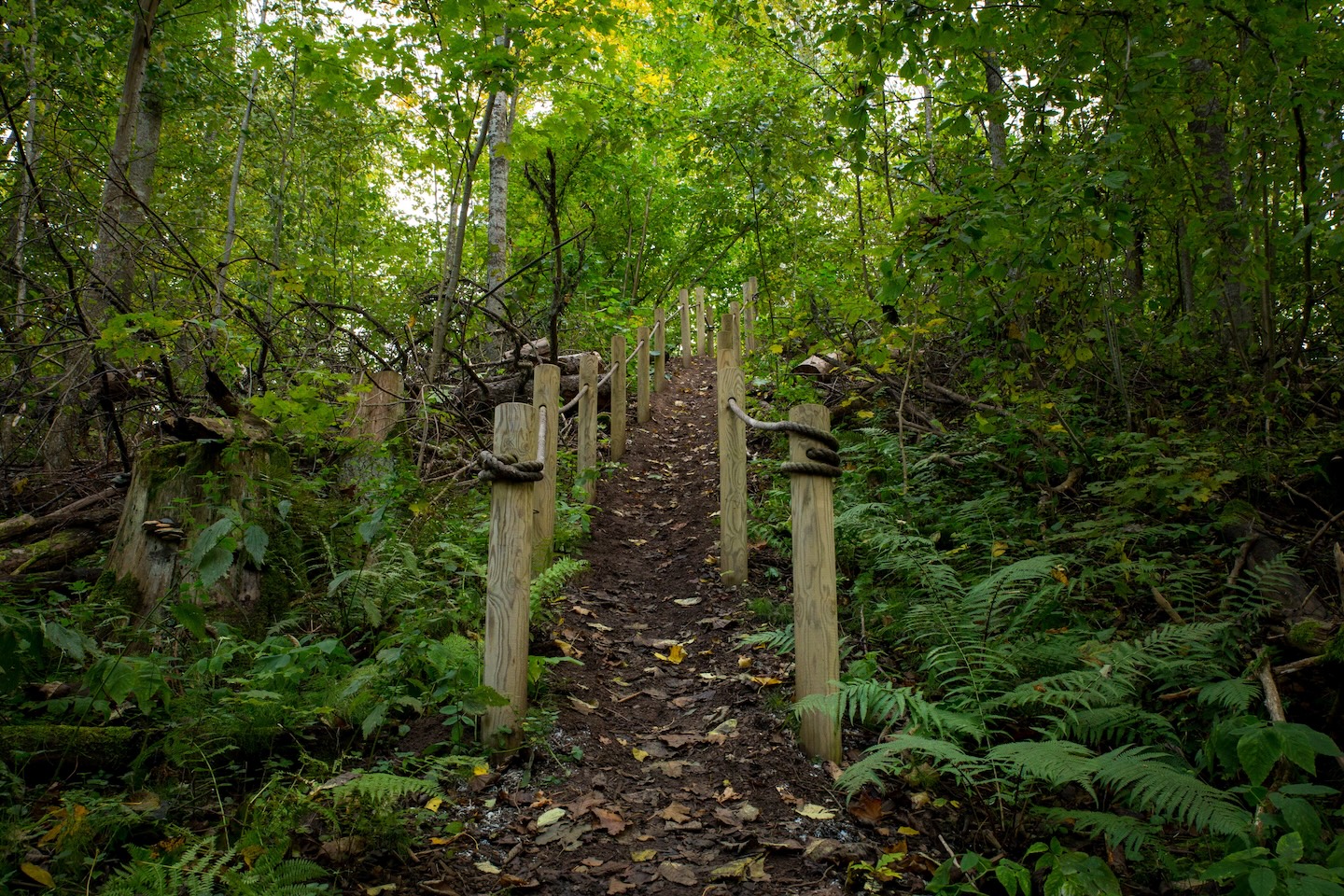 Õisu matkarada (2,5 km)