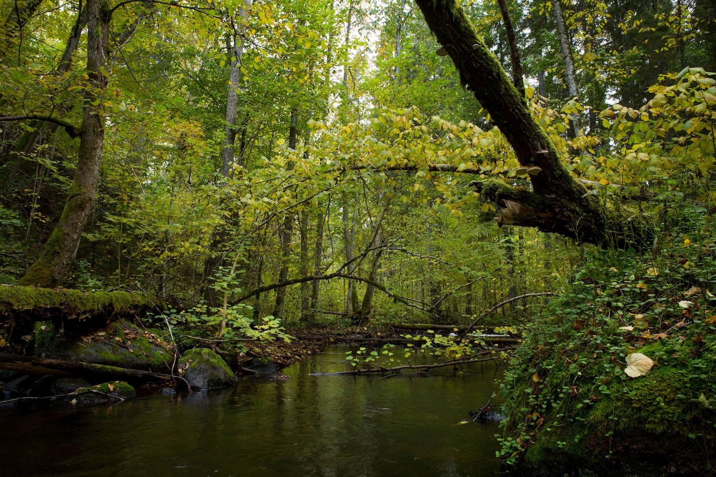 Õisu matkarada (2,5 km)