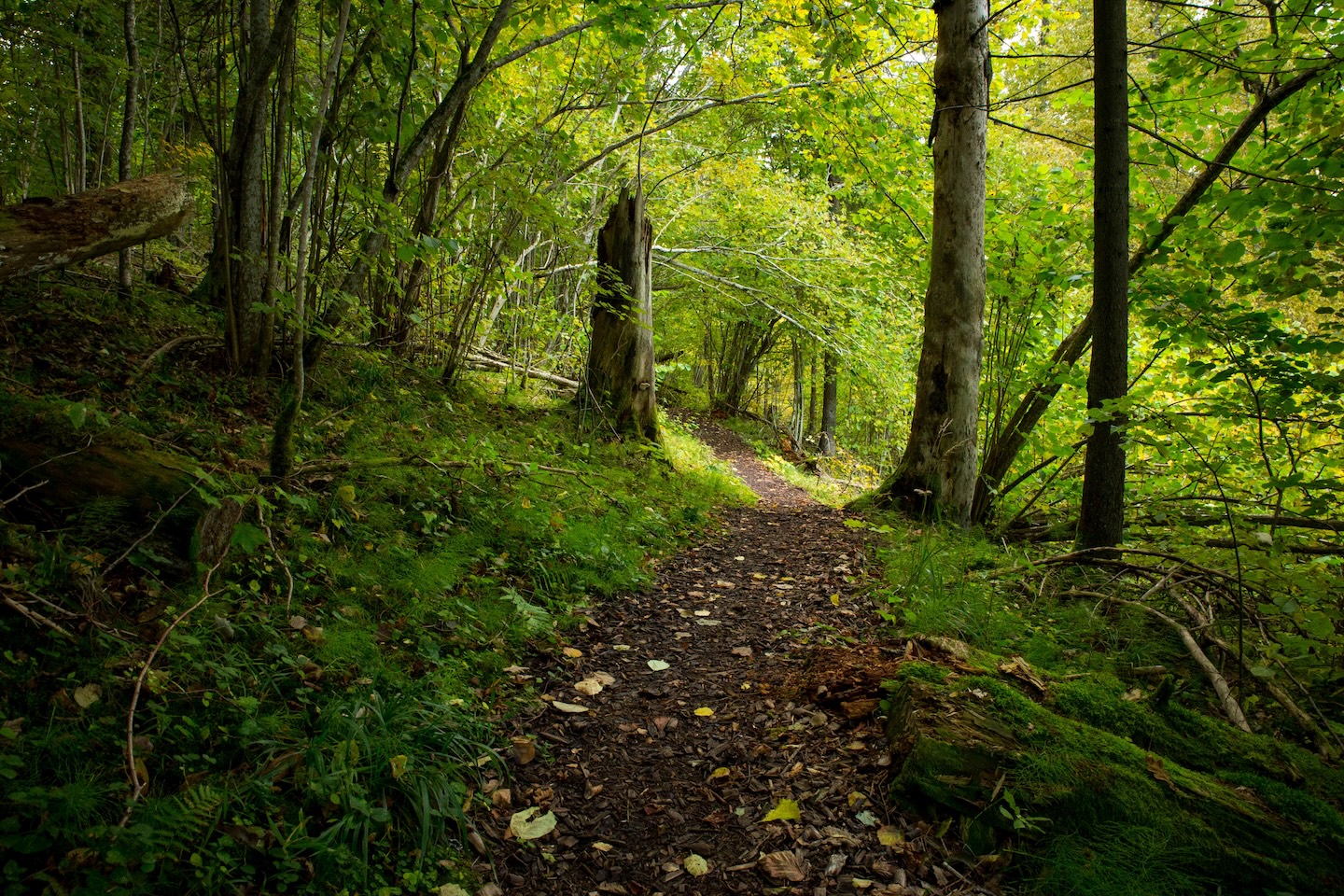 Õisu matkarada (2,5 km)