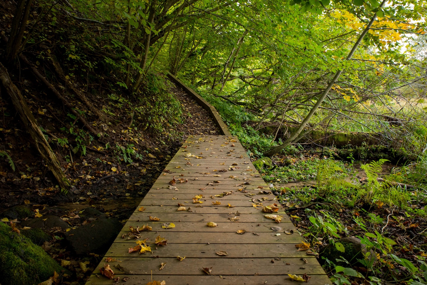 Õisu matkarada (2,5 km)