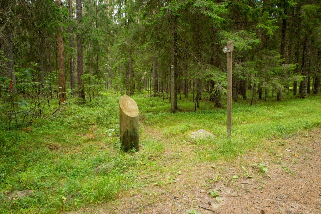 Ojaäärse metsarada (3,5 km)