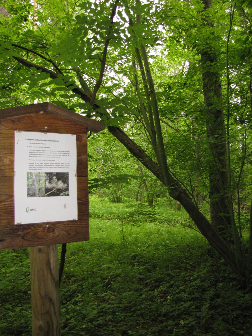 Sangaste forest park trail (3 km)