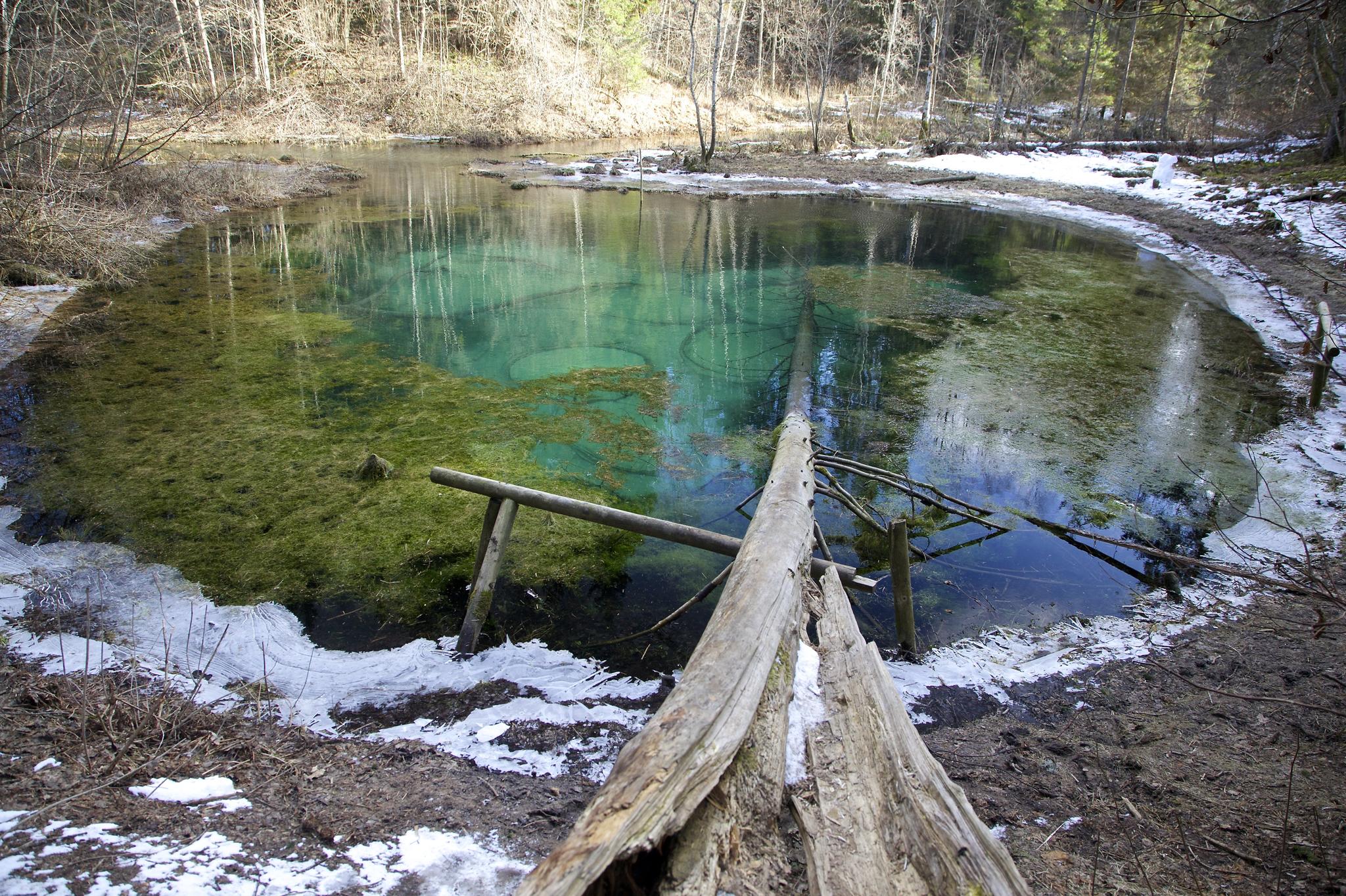 Saula siniallikate loodusrada (0,7 km)