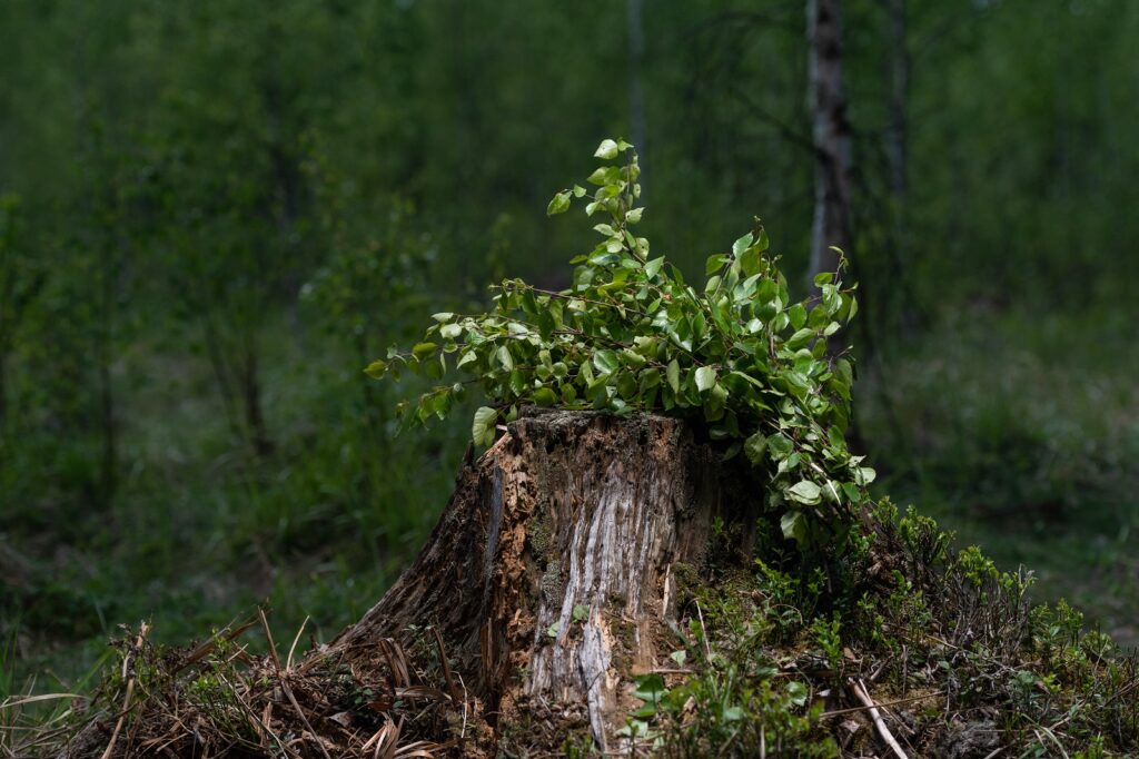 Kaseviht kännul