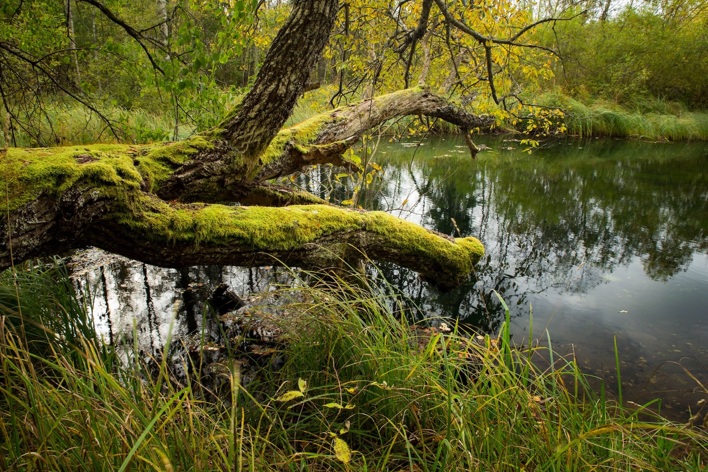 Sinialliku lõkkekoht
