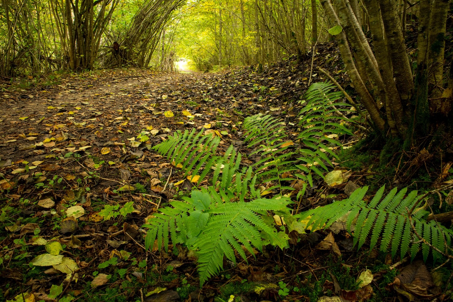 Sinialliku matkarada (1,3 km)