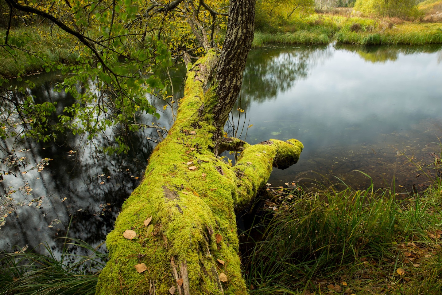 Sinialliku matkarada (1,3 km)