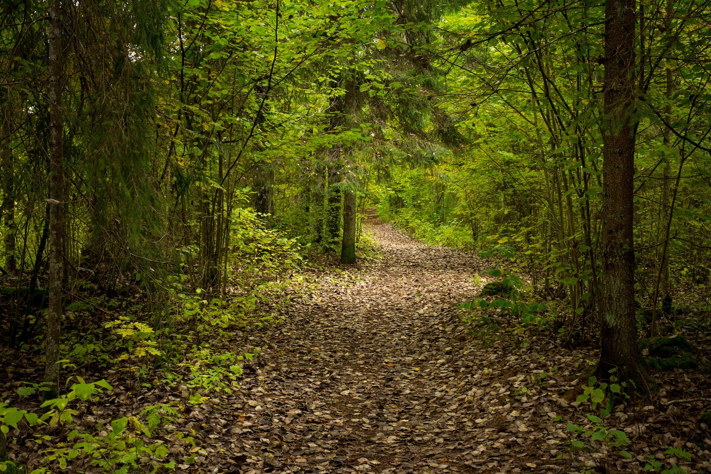 Sinialliku matkarada (1,3 km)