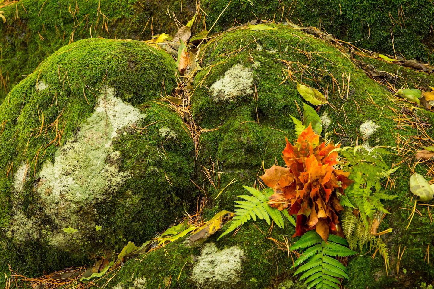 Taagepera lõkkekohad