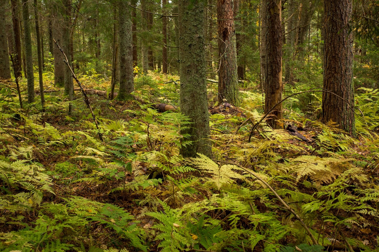 Taagepera matkarada (5,4 km)