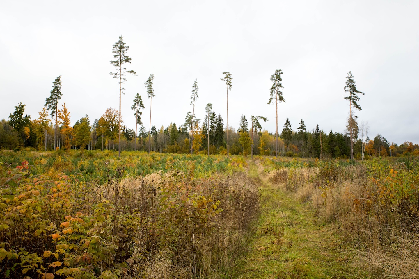Taagepera matkarada (5,4 km)