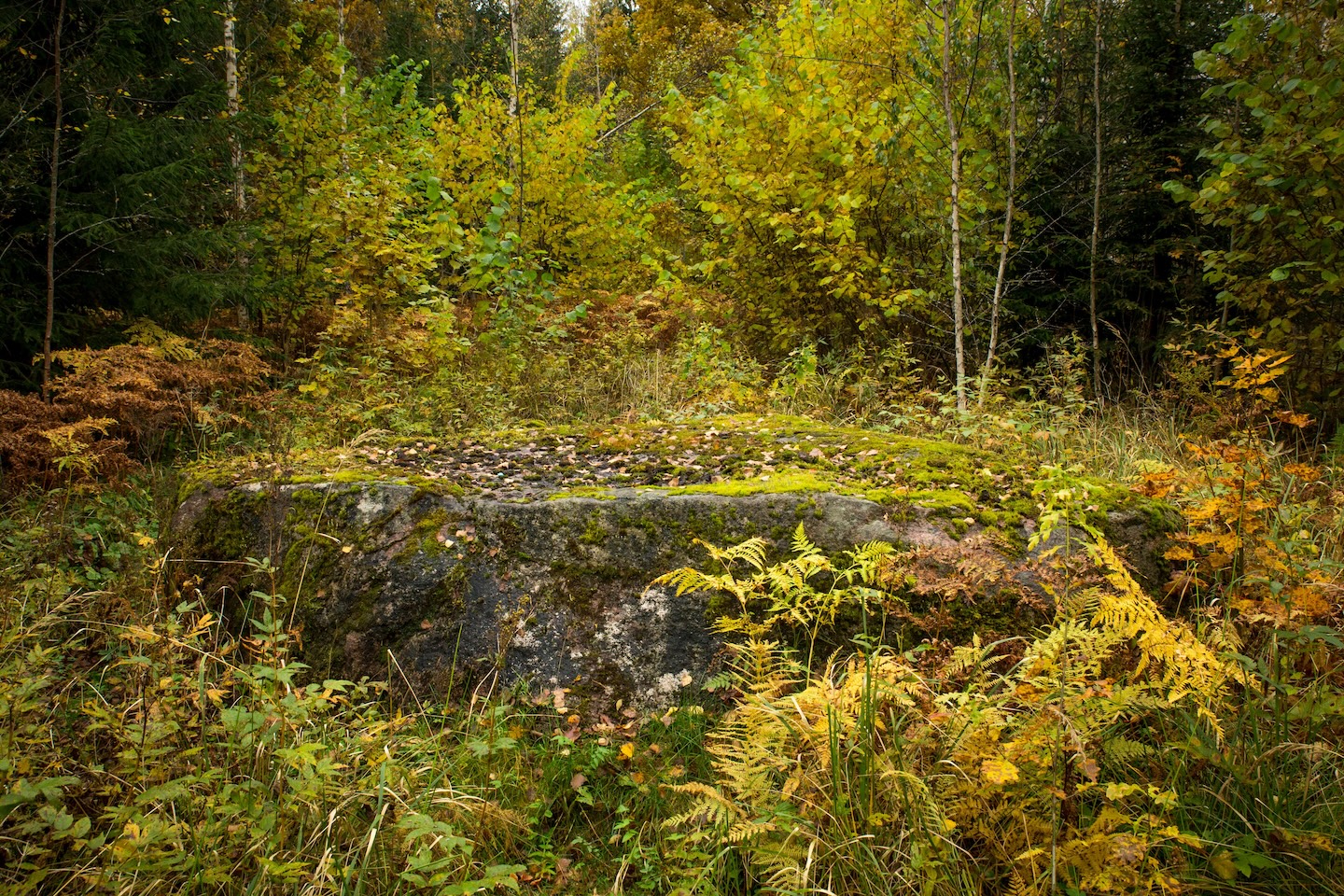 Taagepera matkarada (5,4 km)