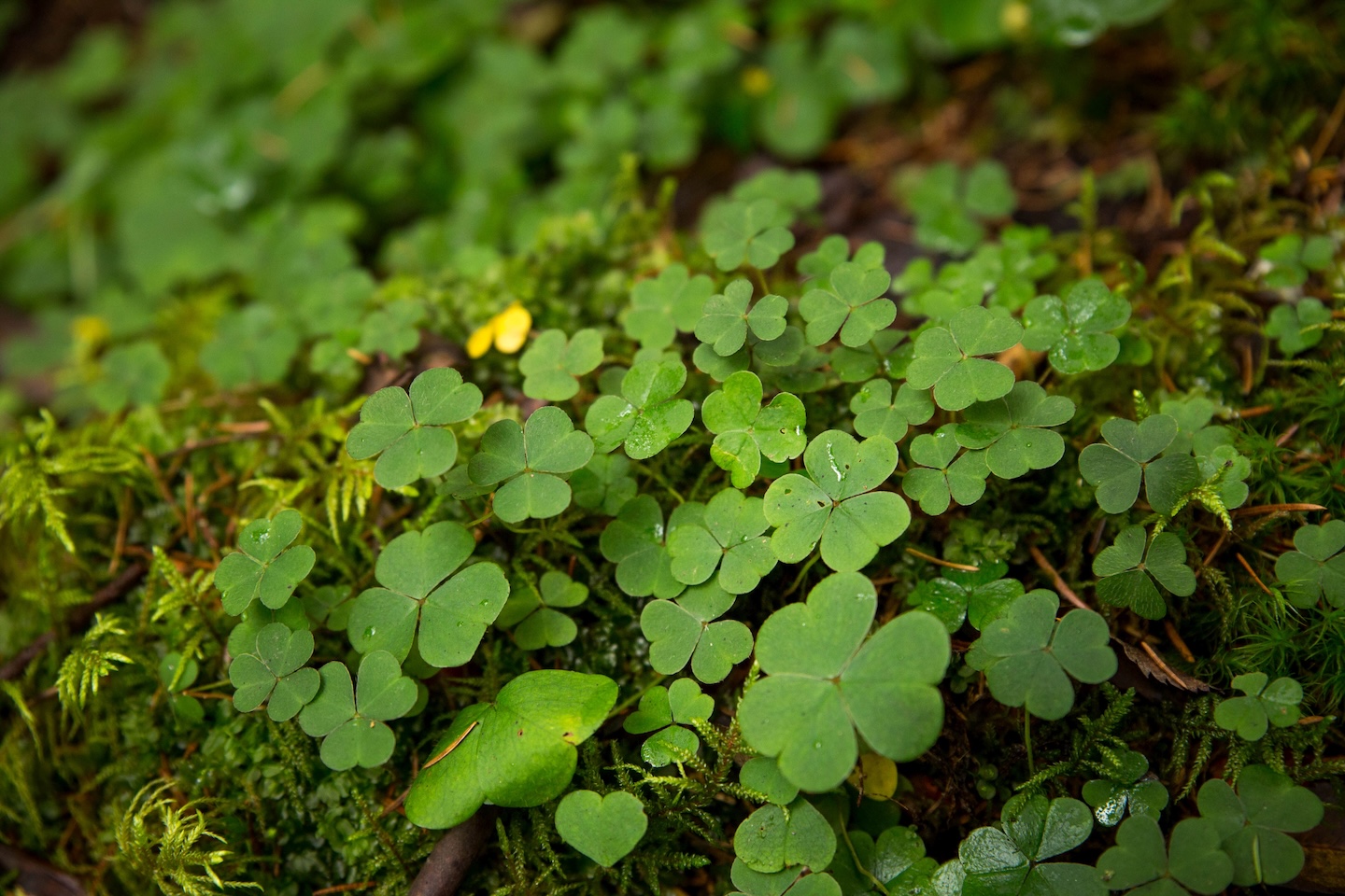 Taagepera matkarada (5,4 km)