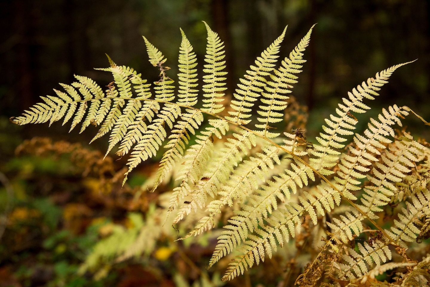 Taagepera matkarada (5,4 km)