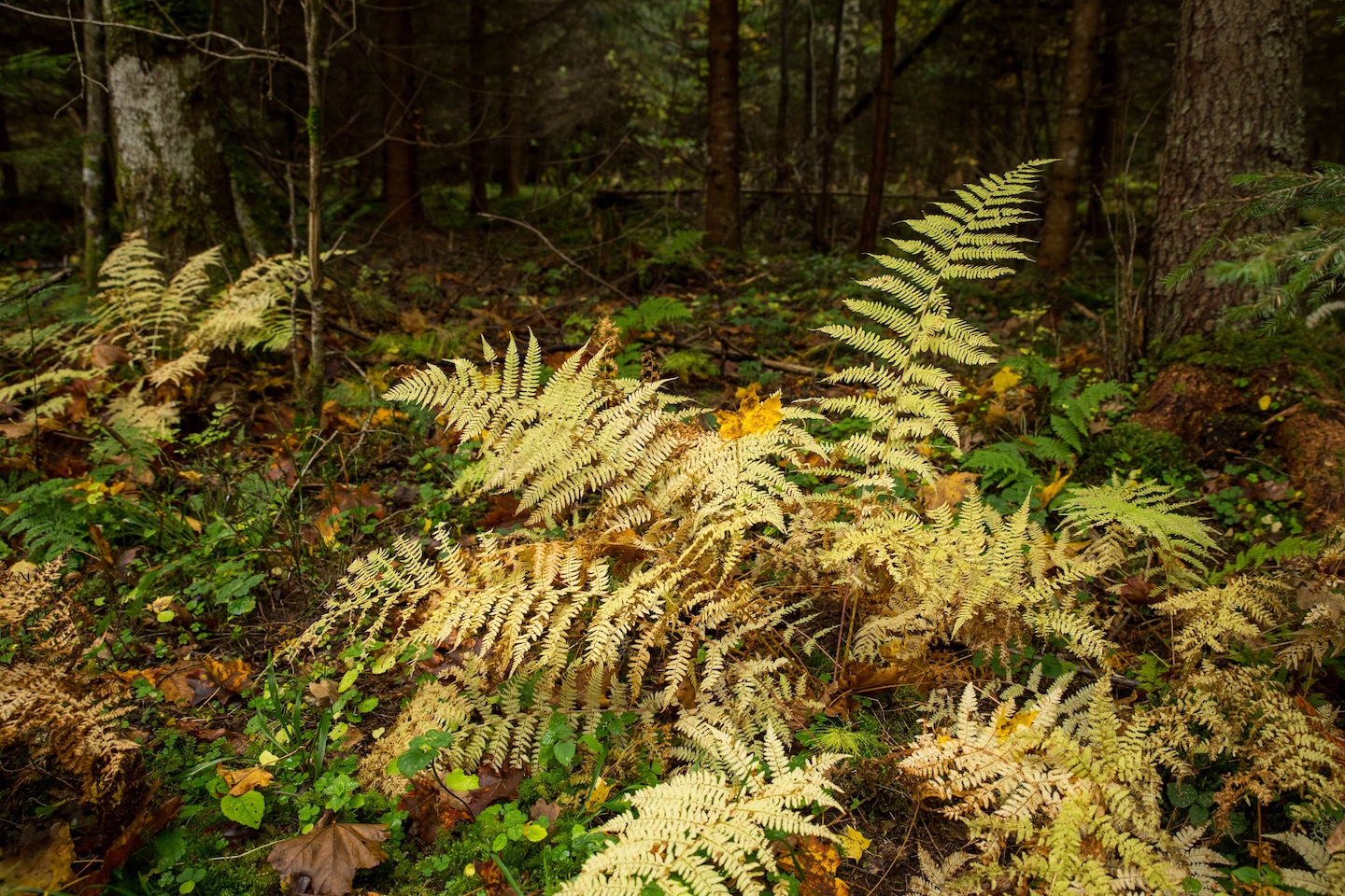 Taagepera matkarada (5,4 km)